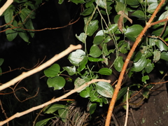 Exocarpos latifolius, photograph (c) Lucas Christofides, some rights reserved (CC BY)