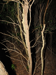 Exocarpos latifolius, photograph (c) Lucas Christofides, some rights reserved (CC BY)