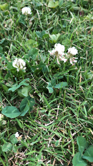 Trifolium repens