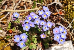 Myosotis alpestris