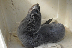 Arctocephalus townsendi