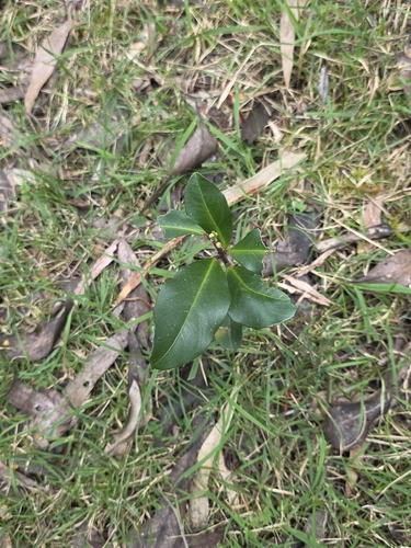 Myrsine howittiana