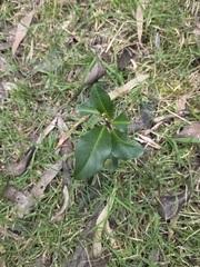 Myrsine howittiana