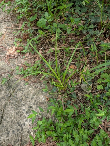 Carex baccans observed 2026-08-28