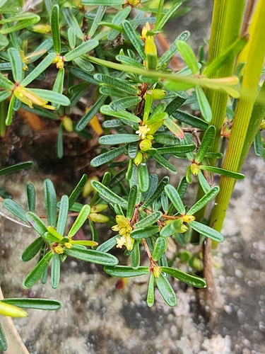 Pseudanthus orientalis observed 2026-09-01
