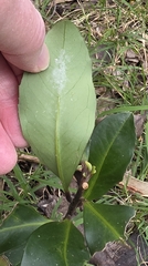 Myrsine howittiana, photograph (c) Ian Rainbow, some rights reserved (CC BY)