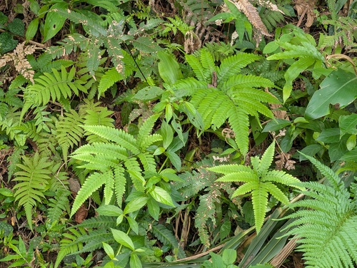 Pteris fauriei observed 2026-08-28