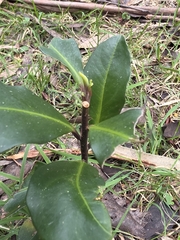 Myrsine howittiana, photograph (c) Ian Rainbow, some rights reserved (CC BY)