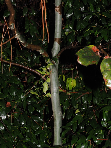 Corymbia torelliana, photograph 4