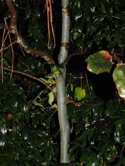 Corymbia torelliana, photograph (c) Lucas Christofides, some rights reserved (CC BY)