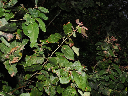 Corymbia torelliana, photograph 3