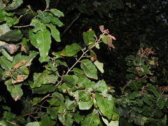 Corymbia torelliana, photograph (c) Lucas Christofides, some rights reserved (CC BY)