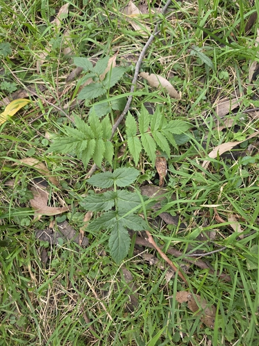 Sambucus gaudichaudiana