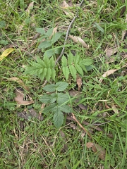 Sambucus gaudichaudiana