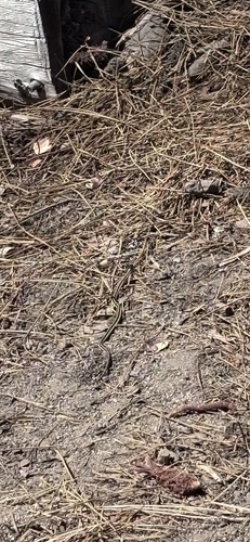 iNaturalist observation photo of Garter Snakes
