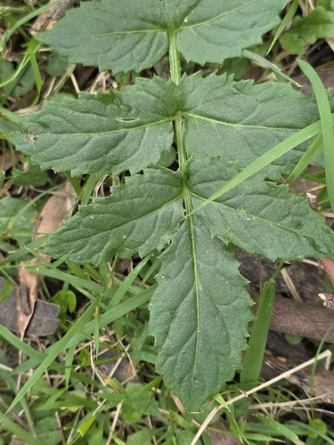 Sambucus gaudichaudiana, photograph 2