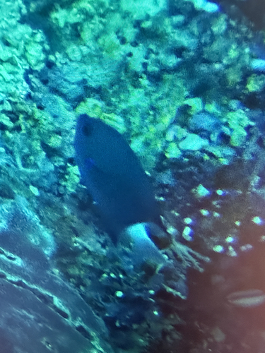 Chromis caudalis observed 2026-05-13