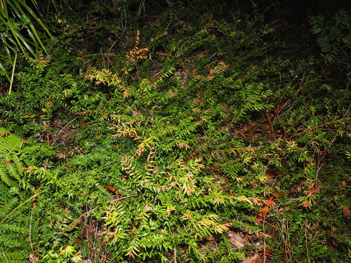 Austromyrtus dulcis, photograph 4