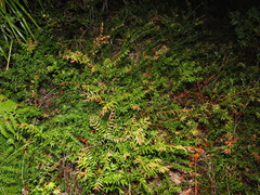 Austromyrtus dulcis, photograph (c) Lucas Christofides, some rights reserved (CC BY)