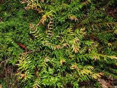 Austromyrtus dulcis, photograph (c) Lucas Christofides, some rights reserved (CC BY)