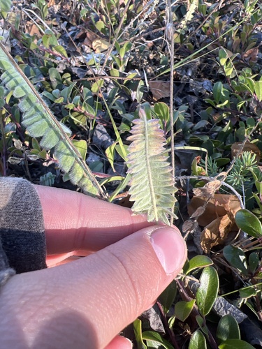 Nodding Locoweed