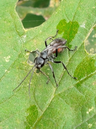 Caliadurgus fasciatellus
