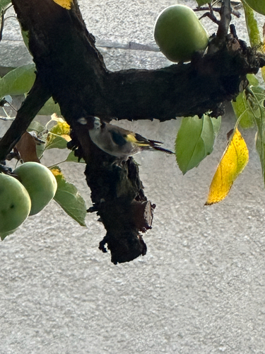 European Goldfinch