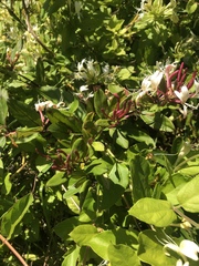 Lonicera caprifolium