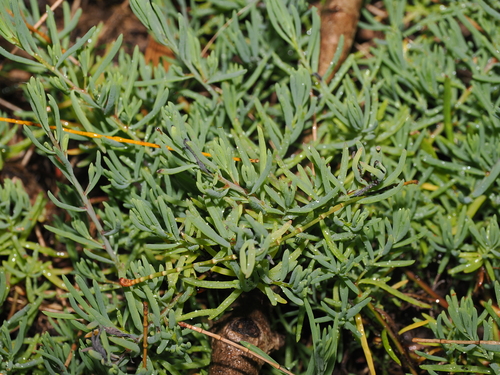 Suaeda australis, photograph 5