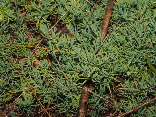 Suaeda australis, photograph 6