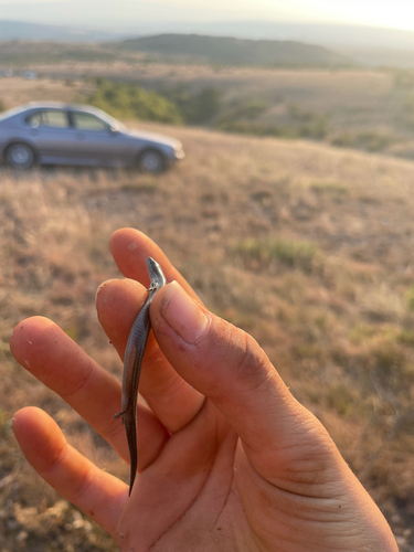 European Copper Skink