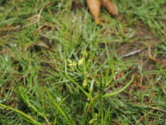 Spergularia marina, photograph (c) Lucas Christofides, some rights reserved (CC BY)