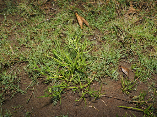 Spergularia marina, photograph 6