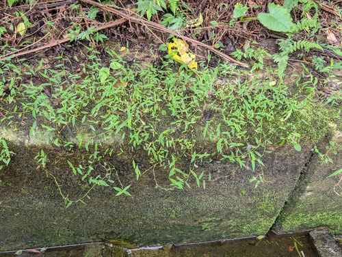 Isachne myosotis observed 2026-08-28