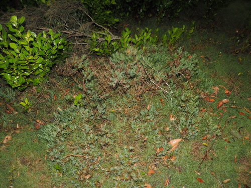 Suaeda australis, photograph 4