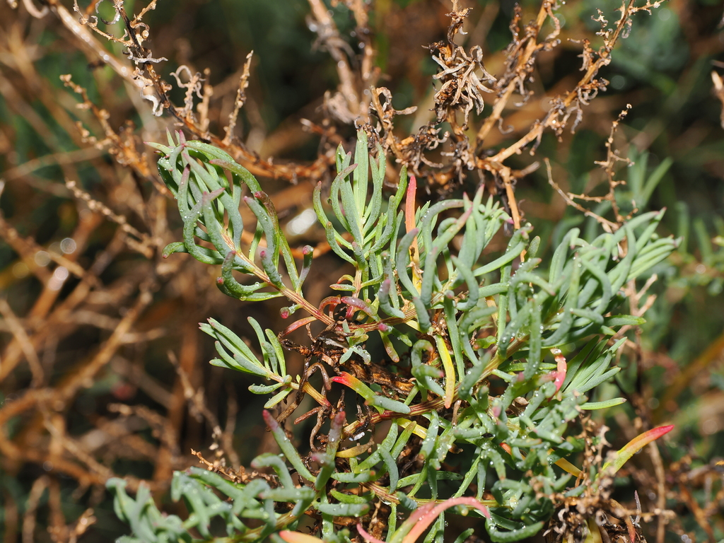 Suaeda australis; photograph (c) Lucas Christofides, some rights reserved (CC BY)