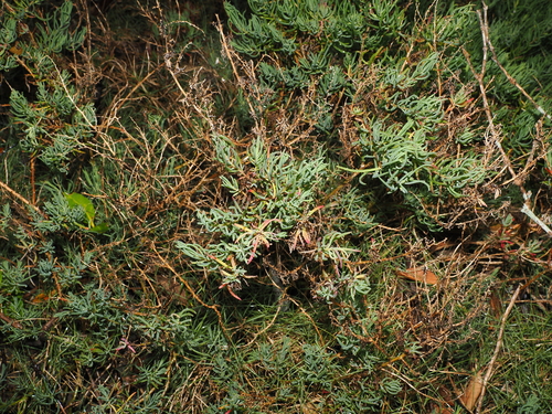 Suaeda australis, photograph 3