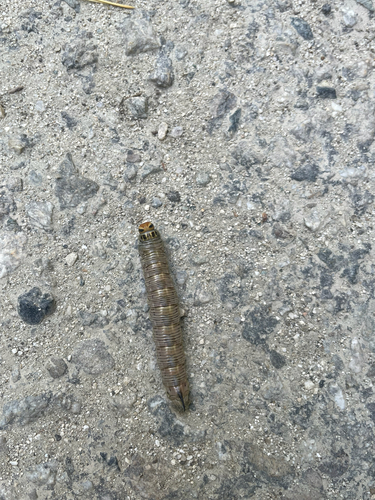 Pine Hawkmoth