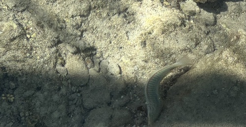 Klunzinger's Wrasse