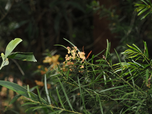 Acacia fimbriata, photograph 3