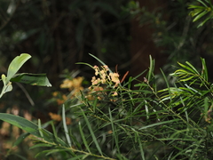 Acacia fimbriata, photograph (c) Lucas Christofides, some rights reserved (CC BY)