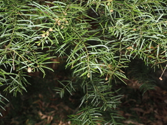 Acacia fimbriata, photograph (c) Lucas Christofides, some rights reserved (CC BY)