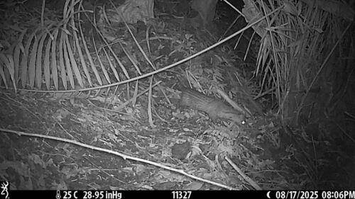 Small Indian Civet