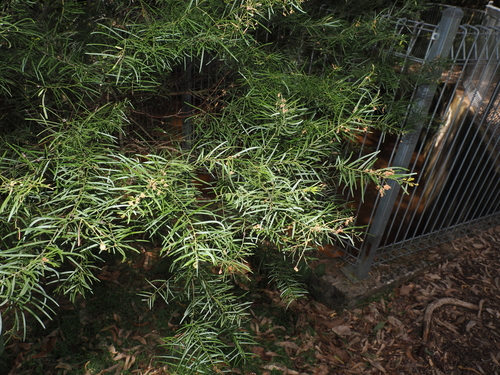 Acacia fimbriata, photograph 5