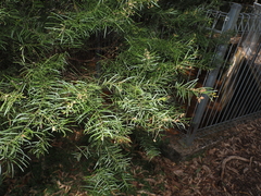 Acacia fimbriata, photograph (c) Lucas Christofides, some rights reserved (CC BY)