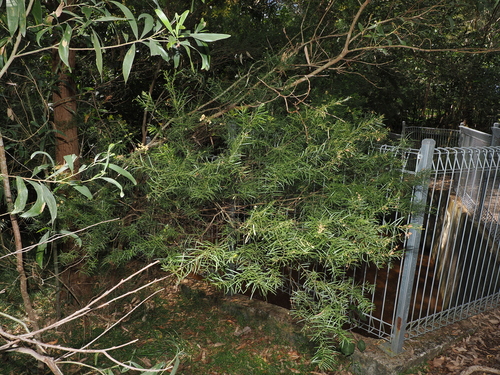 Acacia fimbriata, photograph 6