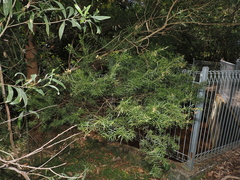 Acacia fimbriata, photograph (c) Lucas Christofides, some rights reserved (CC BY)