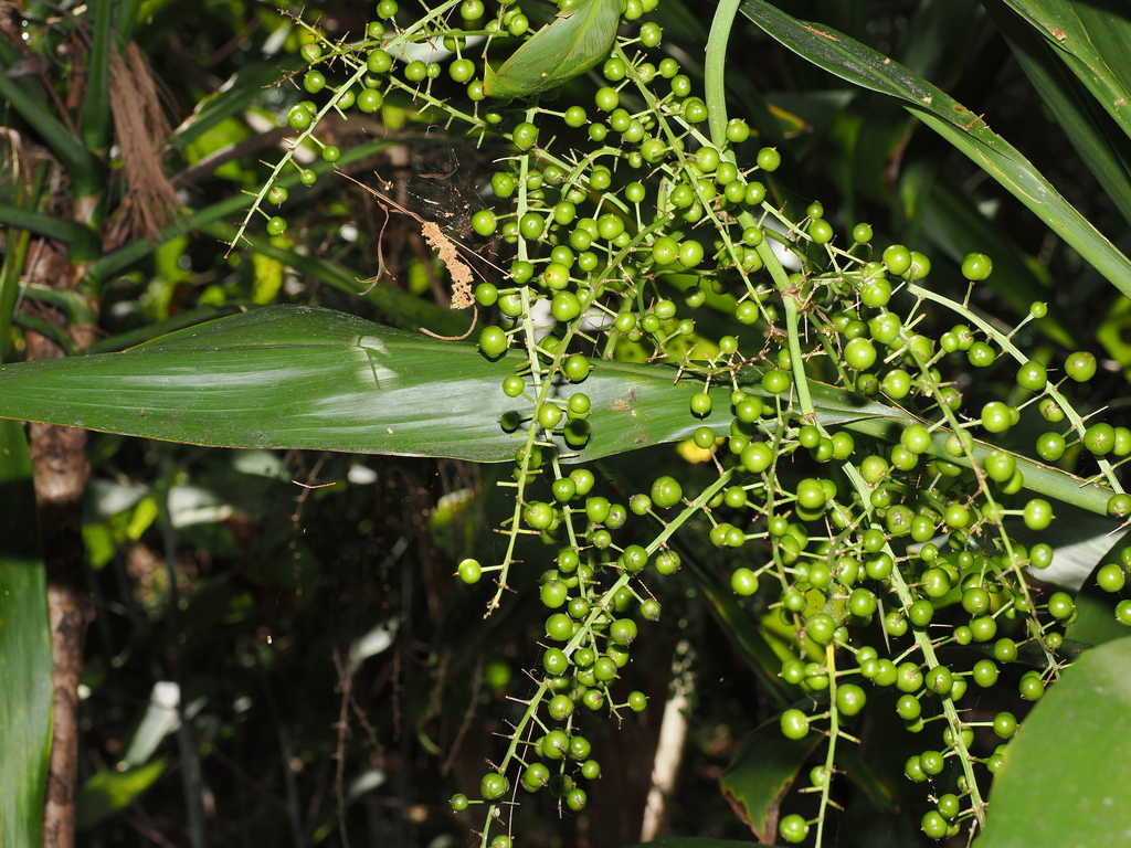 Cordyline manners-suttoniae; photograph (c) Lucas Christofides, some rights reserved (CC BY)