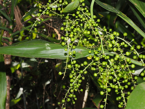 Cordyline manners-suttoniae