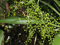 Cordyline manners-suttoniae